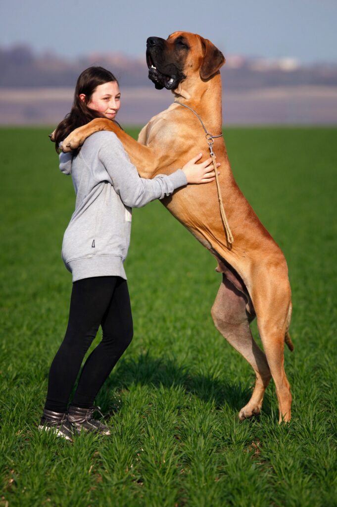 The Great Dane as a big dog breed