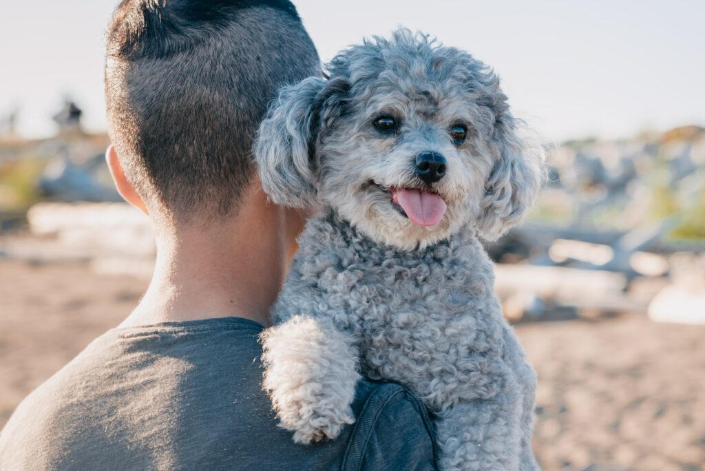 Non shedding dogs