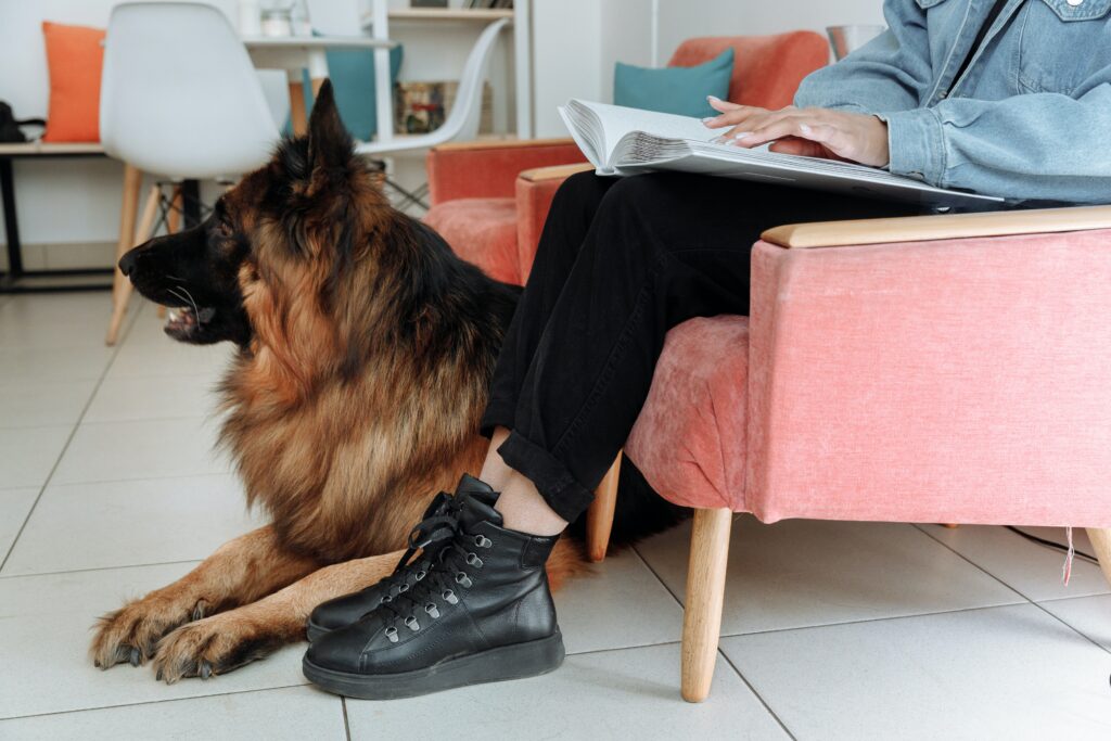 Therapy Dogs