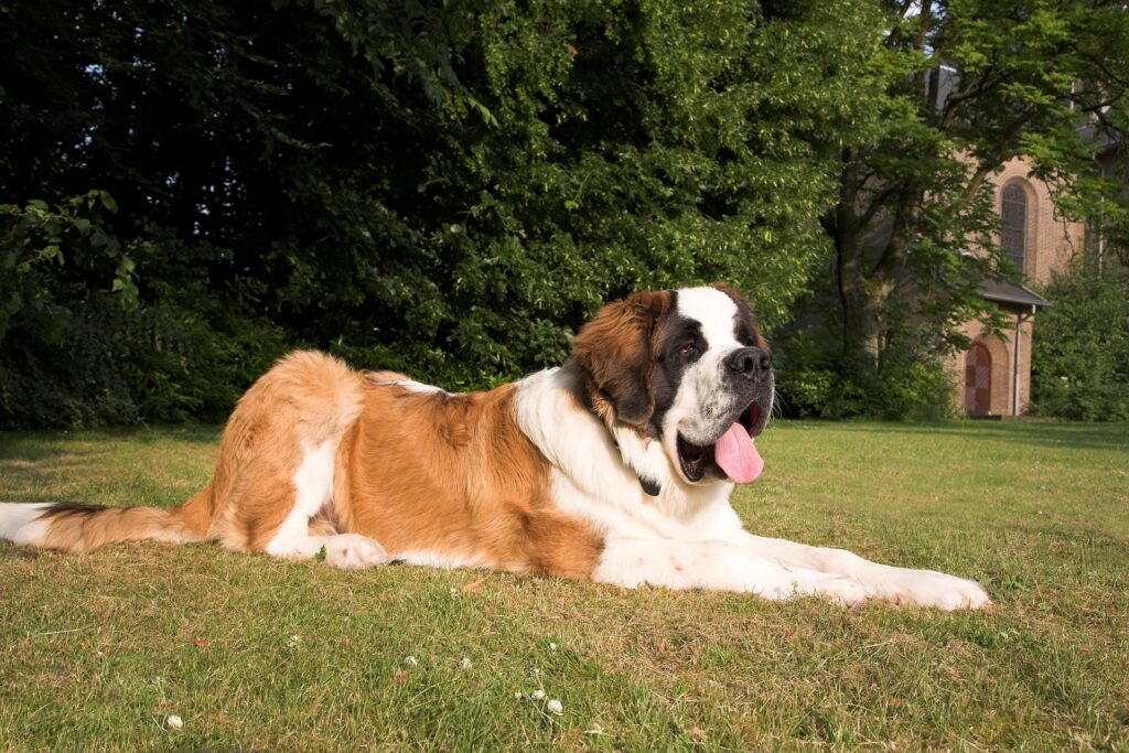 Saint Bernard as a big dog breed