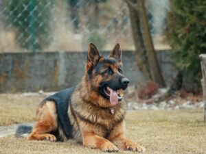 Therapy dogs