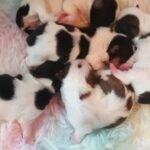 parti Yorkie babies in McAlester, Oklahoma