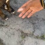 staffordshire bull terrier For Sale in Lauderhill, Florida