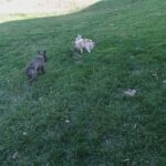 Three Frenchies available in Arizona City, Arizona