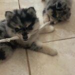3 male Pomsky puppies 8 weeks old in Arizona City, Arizona