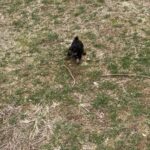 AKC Toy poodle Puppies in Arizona City, Arizona