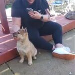 puppies in Modesto, California