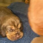 Shi tzu male 16 weeks in Arizona City, Arizona