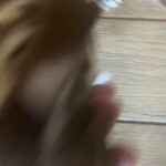 Boston terrier puppies in Arizona City, Arizona