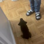 Puppy for sell name King in Arizona City, Arizona