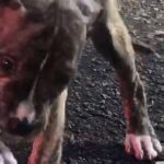 Puppy For Sell in Roanoke Rapids, North Carolina