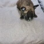 female frenchie looking for forever home in Denver, Colorado