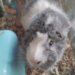 guinea pig for sale in New York City, New York