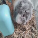 guinea pig for sale in Hayden, Idaho