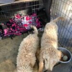 Poodles in Bakersfield, California
