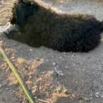 11 Week Old F1BB Goldendoodle Female in Tucson, Arizona