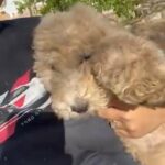F1BB GOLDENDOODLE in Tucson, Arizona