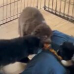 Mini Australian Shepherd in Henderson, Texas