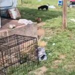 female Chihuahua puppies in Aiken, South Carolina