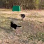 German Shepherd Puppy in Suffolk, Virginia