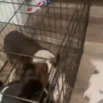 Staffordshire Pit bull Puppies in Cleveland, Ohio