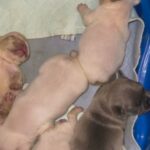 French Bulldog Babies in Orlando, Florida