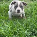 XL American Bully in Forney, Texas