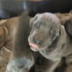Corso puppies in Scottsdale, Arizona