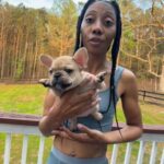 Chocolate Fawn French Bulldog in Douglasville, Georgia