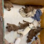 American Pitbull Terriers/American Bullies With Mommy For Sale! in Goldsboro, North Carolina