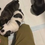 AKC Registered French Bulldog Puppies in Huntington, West Virginia