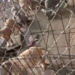 5 Females 3 Males in Monroe, Louisiana
