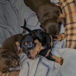 Dachshund looking for forever family in Arizona City, Arizona