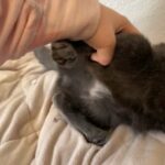 Cute Kitten Grey Free in Naples, Florida