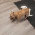 11 weeks shots dewormed ready for a forever home in Arizona City, Arizona