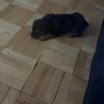 Puppy for sell name King in Arizona City, Arizona