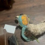 Labradoodle mini’s in Arizona City, Arizona