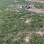 5 Black Tri Mini Aussies in Rolla, Missouri