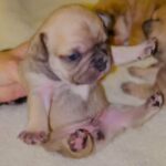 AKC Fawn Merle Frenchie in West Point, Utah