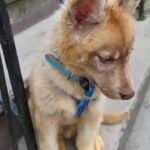 2month male purebreed with papers huge!!! bklyn $1600 in New York City, New York