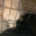 Dog Poodles in Bakersfield, California