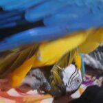 Female macaw in San Diego, California