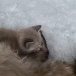 Kittens in Federal Way, Washington