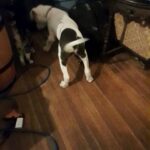 chaos american puppy in Des Moines, Iowa