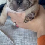 AKC French Bulldog Lillac Fawn Baby boy in West Point, Utah