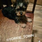 Teacup Yorkie in Brooklyn, New York