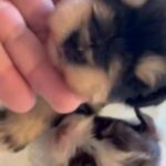 Miniature Schnauzers Puppies 🐶🐶🐶🐶🐶 in Orlando, Florida