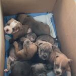 Exotic Micro bully puppies in Corpus Christi, Texas