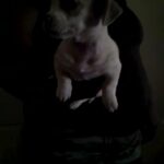 my puppies for sale in Allentown, Pennsylvania