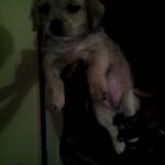 my puppies for sale in Allentown, Pennsylvania